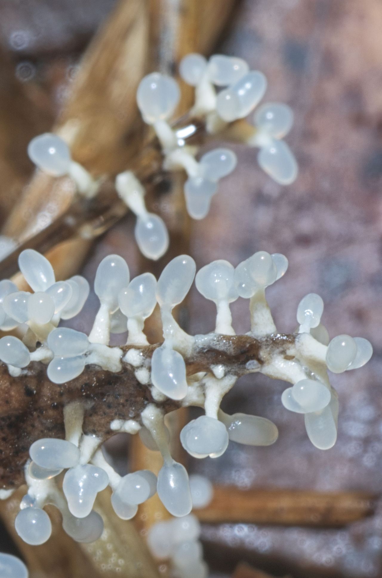 La Diachea leucopodia, un mixomicete da 1mm